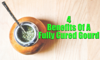 benefits of fully cured gourd